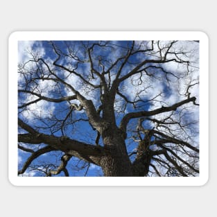 Branches Sticker